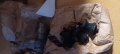 Bild 5 von Olymat-Konvolut Druckplatte + Führungsflansch Rekord P1 & P2